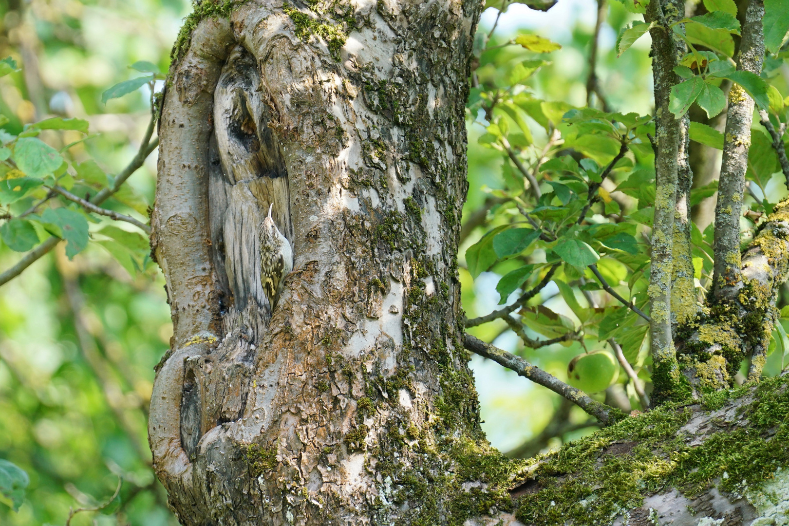 Gartenbaumläufer