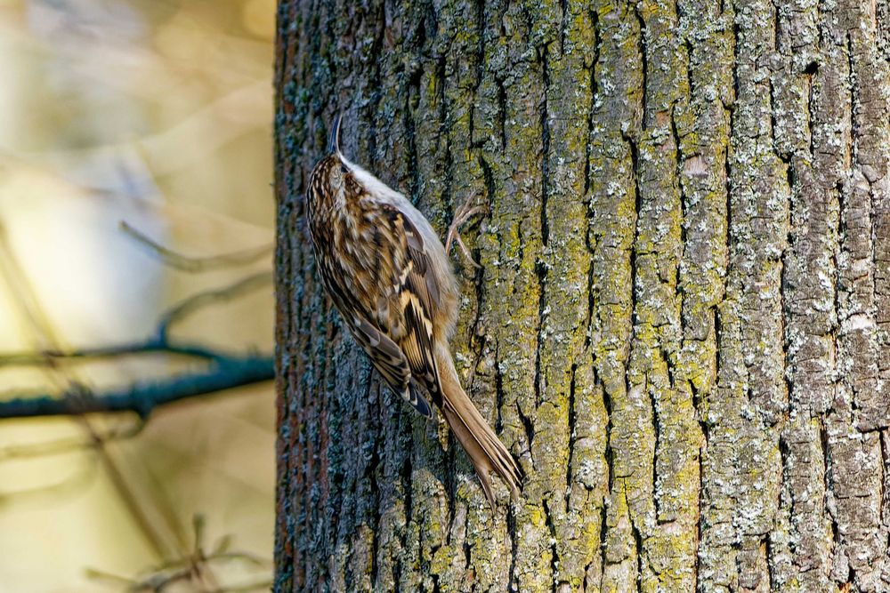 Gartenbaumläufer