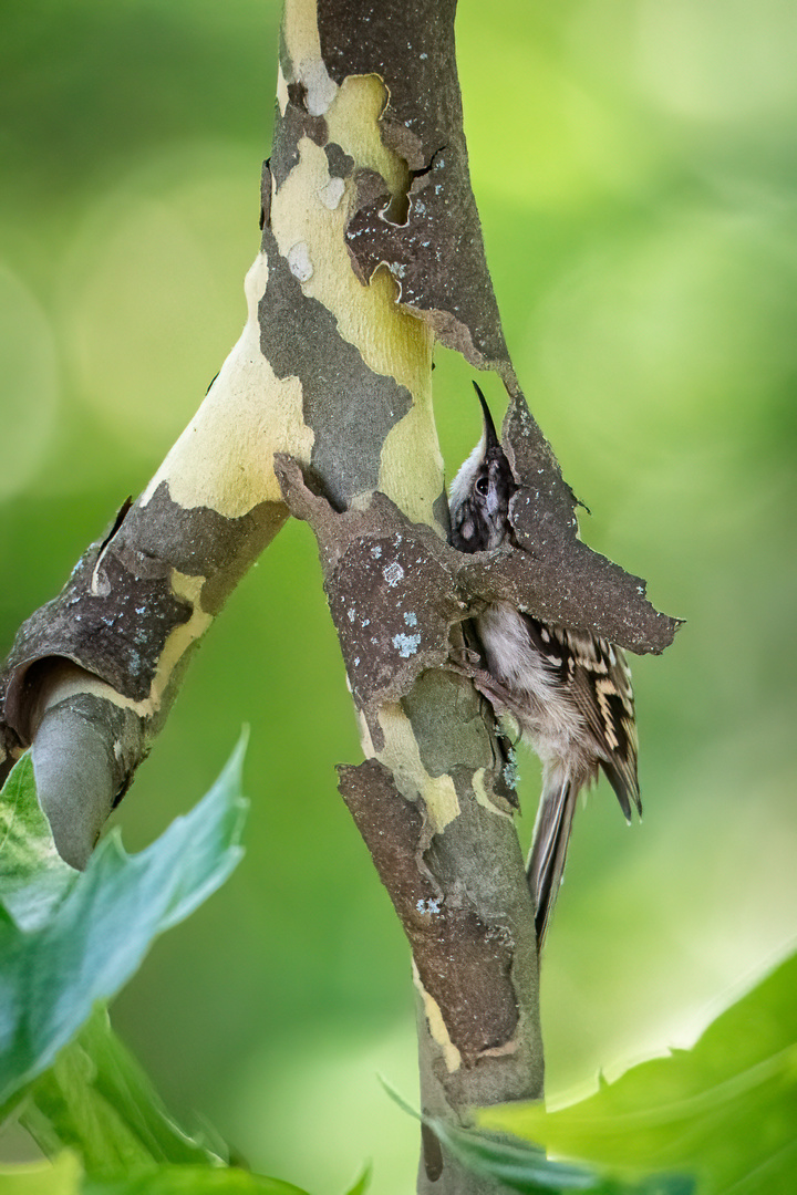 Gartenbaumläufer