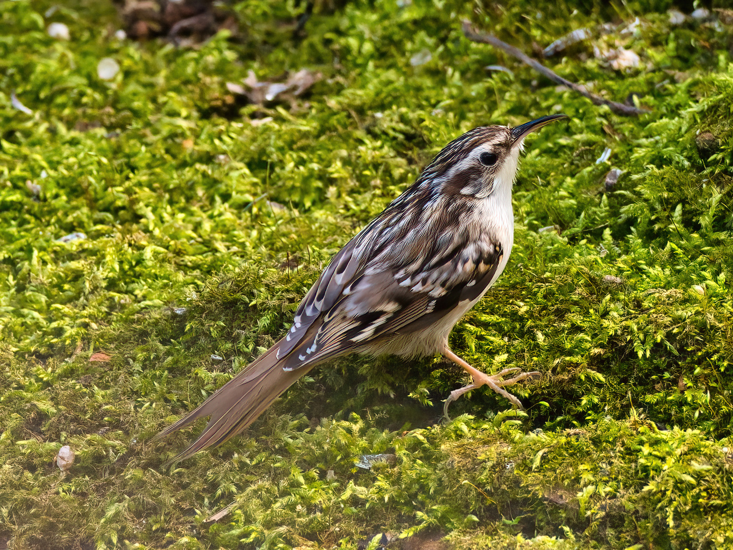 Gartenbaumläufer