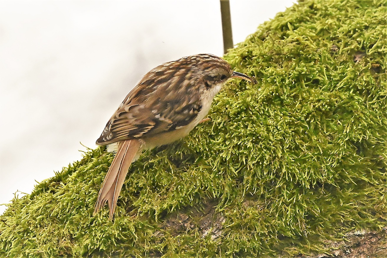 Gartenbaumläufer