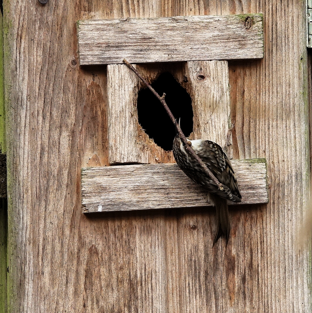 Gartenbaumläufer - Augen zu und durch