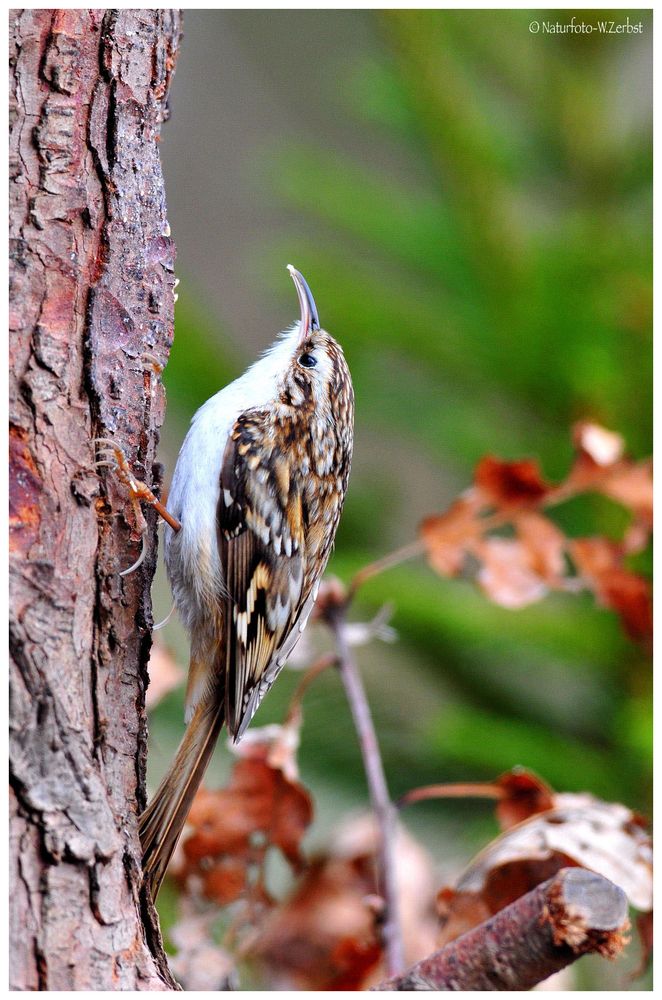 -- Gartenbaumläufer -- ( Certhia brachydactyia )