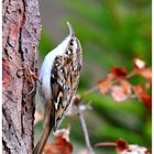 -- Gartenbaumläufer -- ( Certhia brachydactyia )