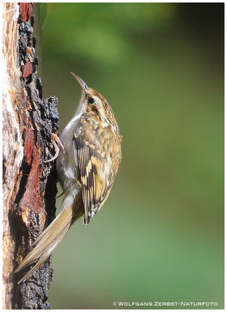 --- Gartenbaumläufer --- ( Certhia brachydactyia )