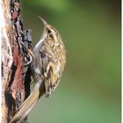 --- Gartenbaumläufer --- ( Certhia brachydactyia )