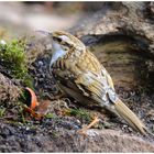 --- Gartenbaumläufer --- ( Certhia brachydactyia )