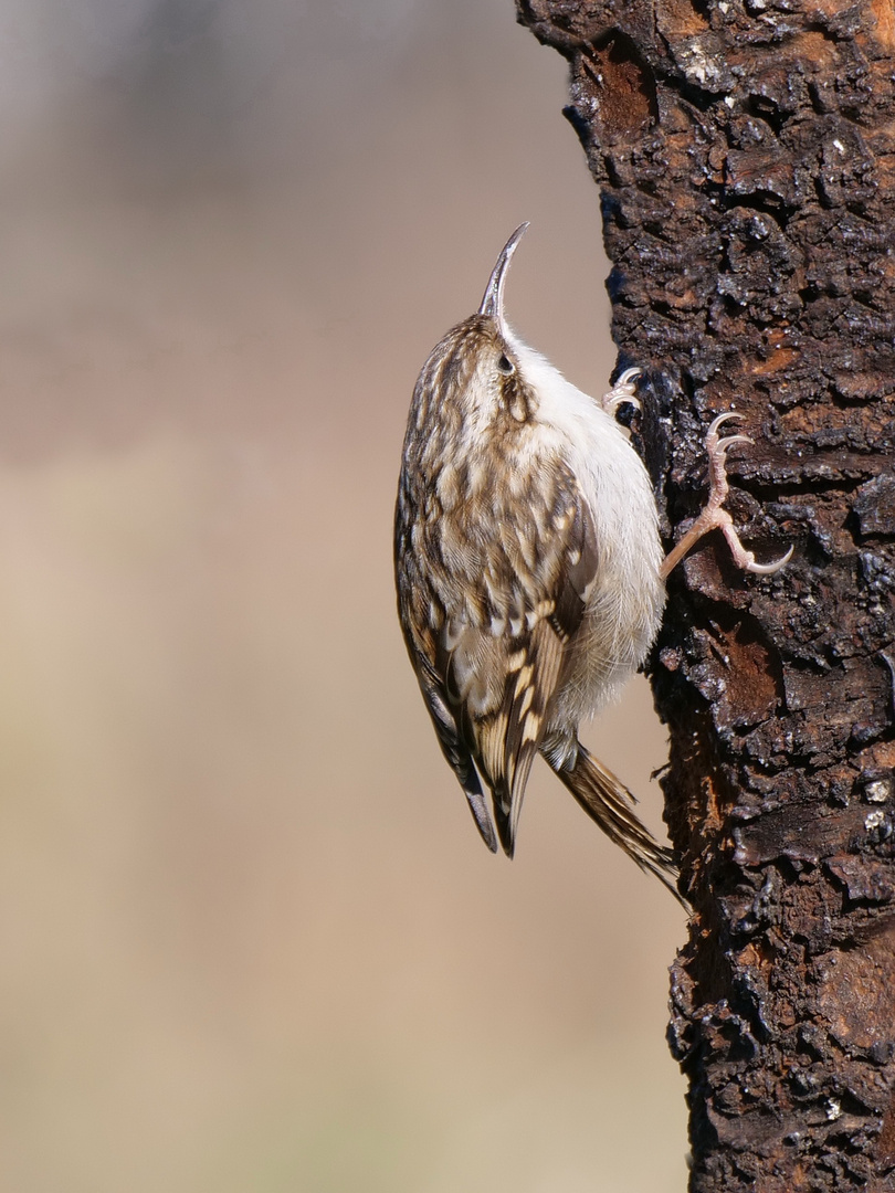 Gartenbaumläufer (Certhia brachydactyla) 1044254