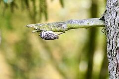 Gartenbaumläufer (Certhia brachydactyla) 