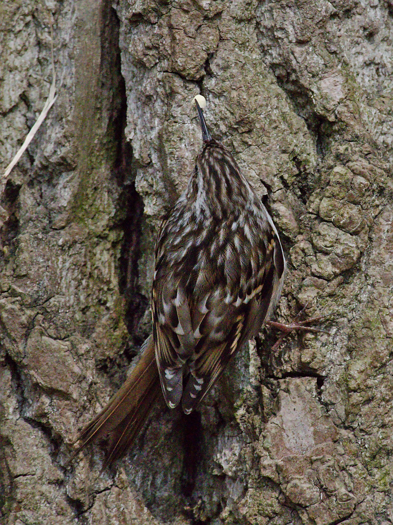 Gartenbaumläufer (Certhia brachydactyla) 2