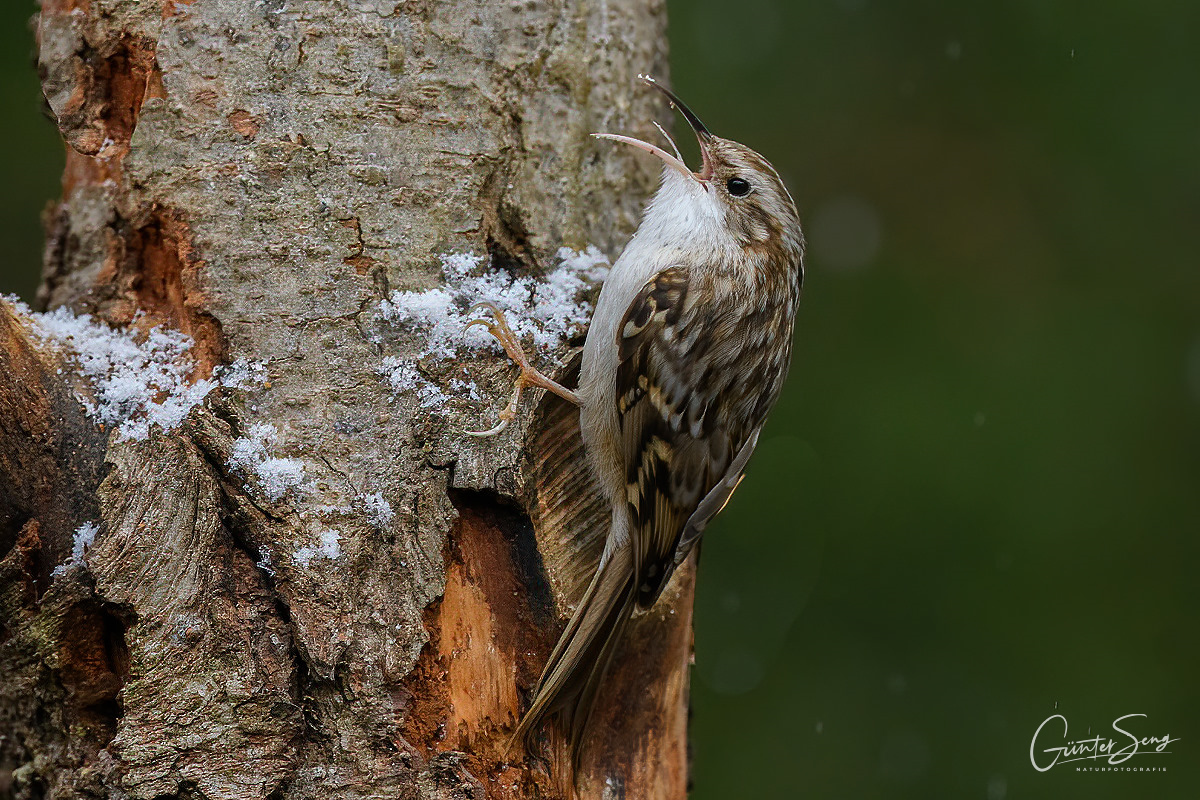 Gartenbaumläufer (Certhia brachydactyla) 