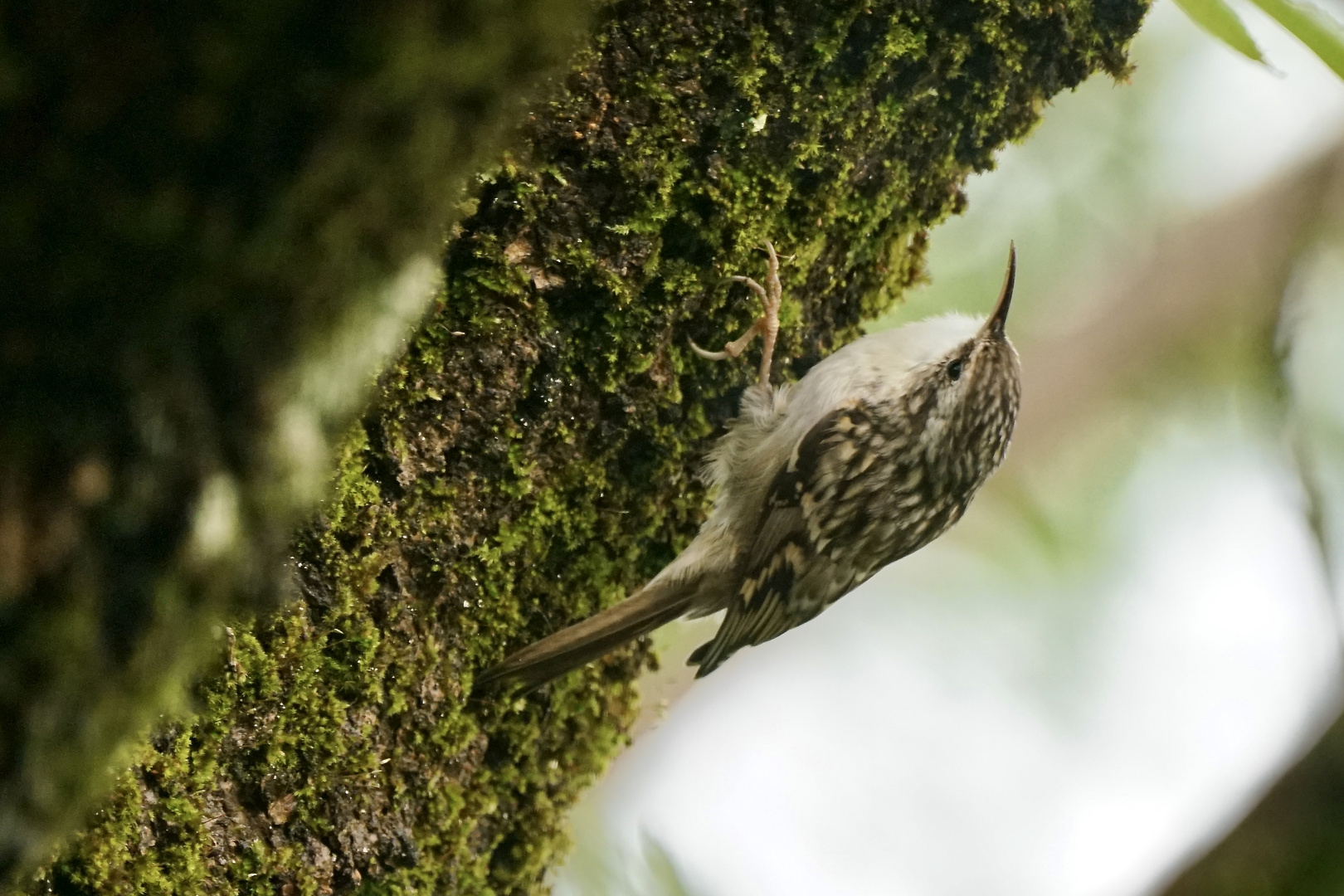 Gartenbaumläufer (Certhia brachydactyla) 