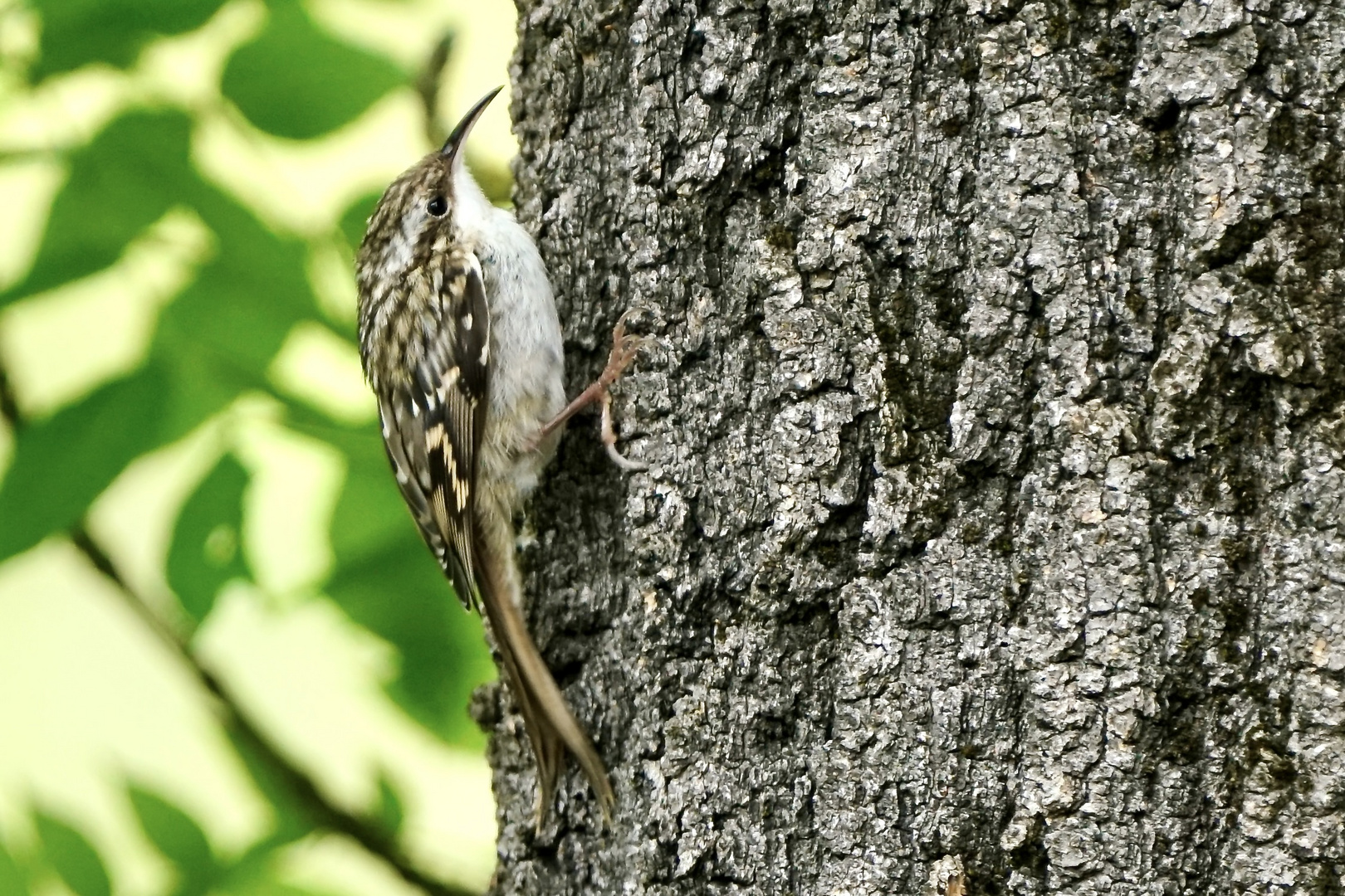 Gartenbaumläufer (Certhia brachydactyla)