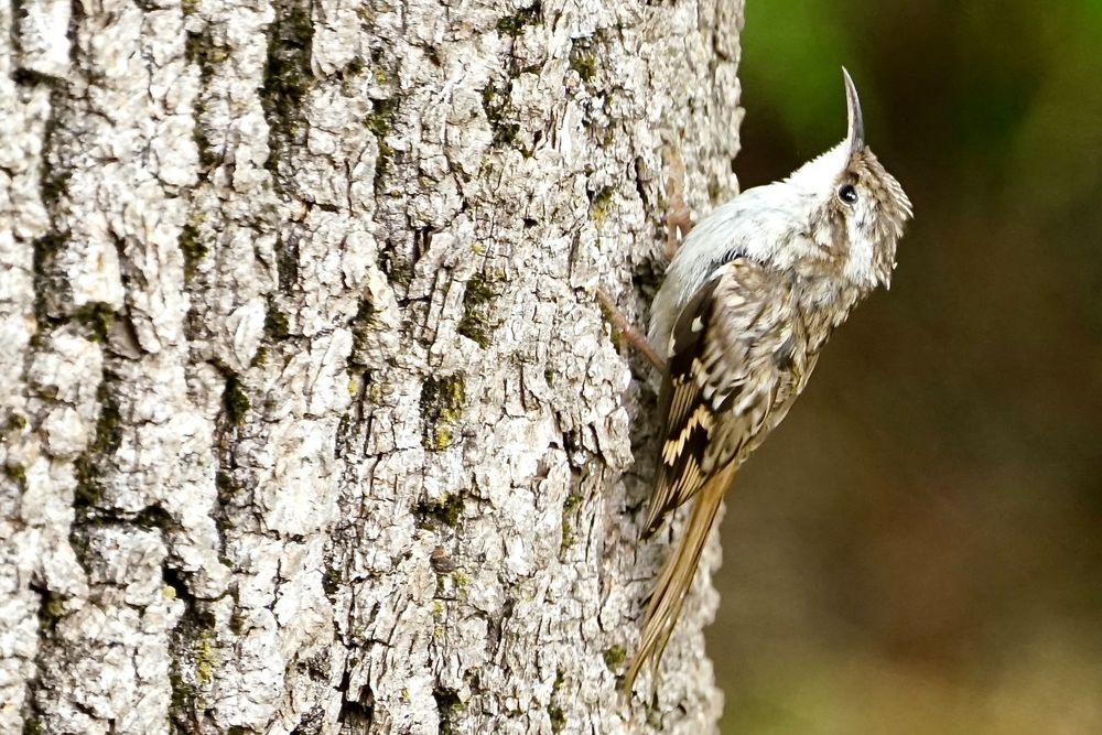 Gartenbaumläufer (Certhia brachydactyla)