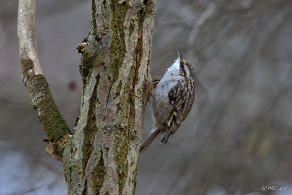 Gartenbaumläufer (Certhia brachydactyla)