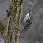 Gartenbaumläufer (Certhia brachydactyla)