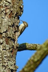 Gartenbaumläufer (Certhia brachydactyla)