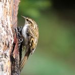 - Gartenbaumläufer - ( Certhia brachydactyla )