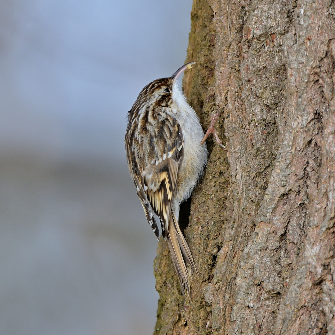 Gartenbaumläufer (Certhia brachydactyla)