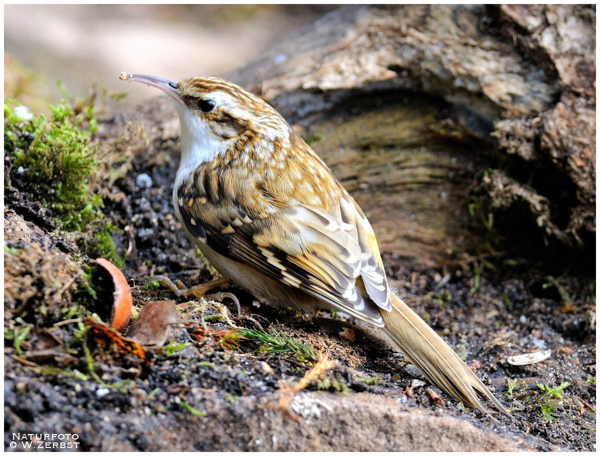 Gartenbaumläufer ( Certhia brachydactyla ) Foto & Bild tiere