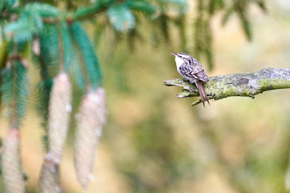 Gartenbaumläufer (Certhia brachydactyla) 