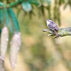 Gartenbaumläufer (Certhia brachydactyla) 