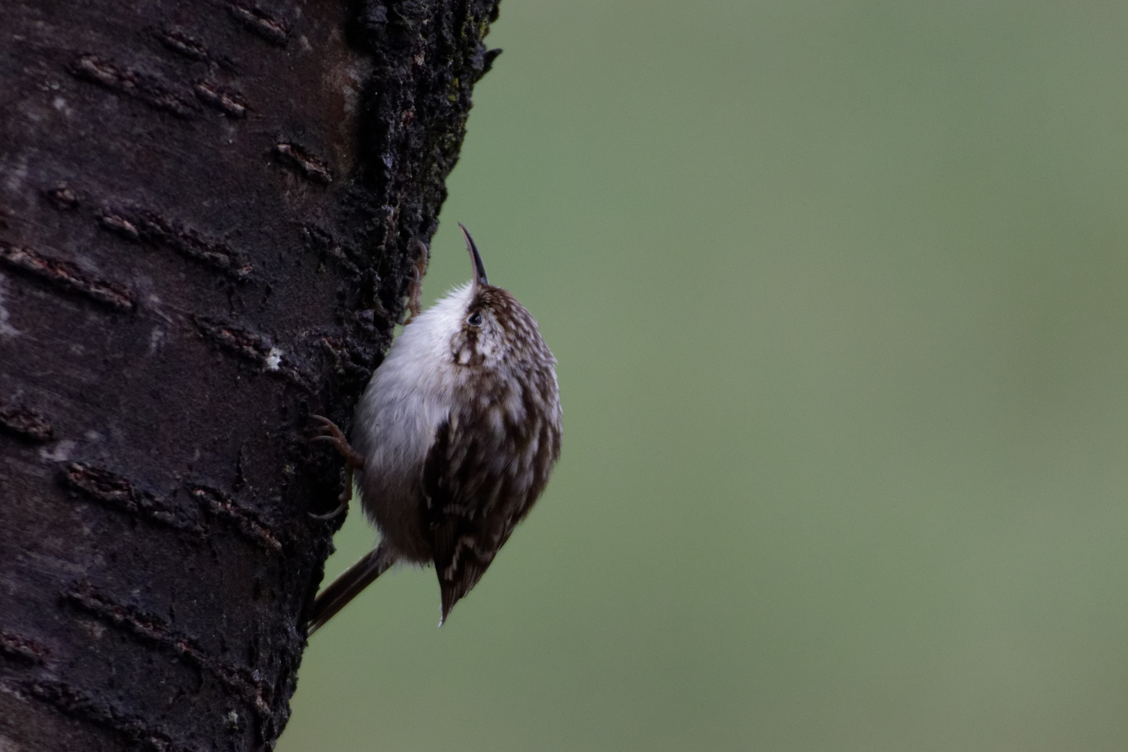 Gartenbaumläufer (Certhia brachydactyla)