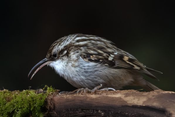 Gartenbaumläufer (Certhia brachydactyla) 