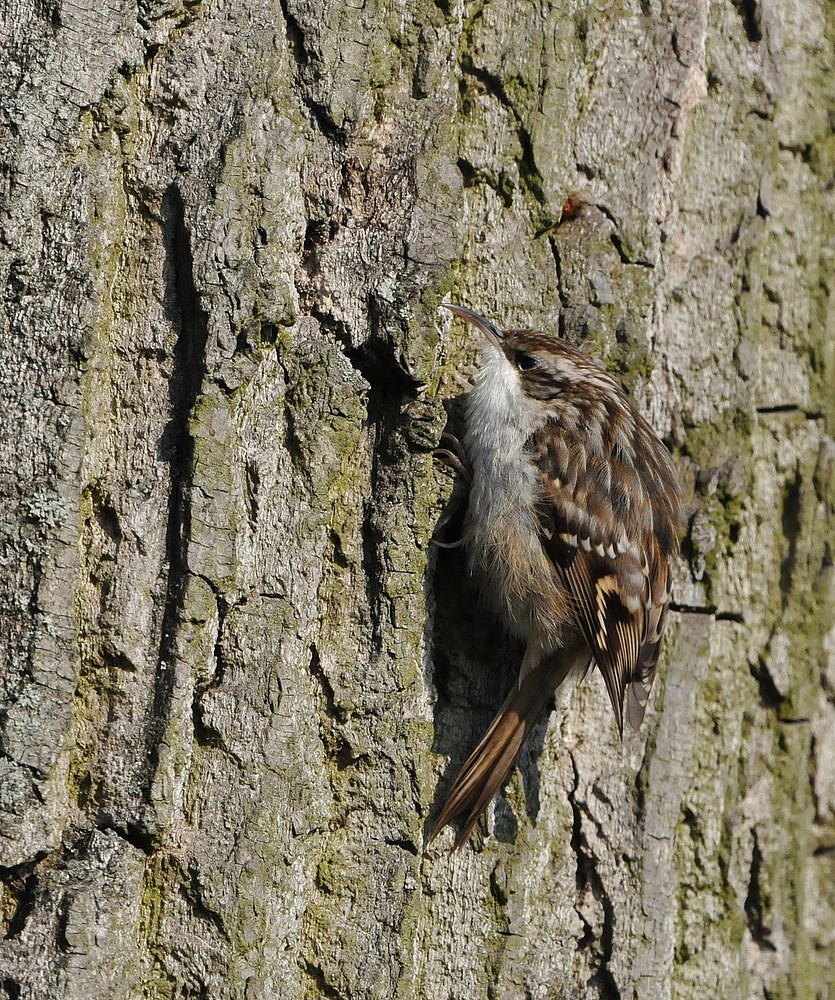 Gartenbaumläufer – Glück