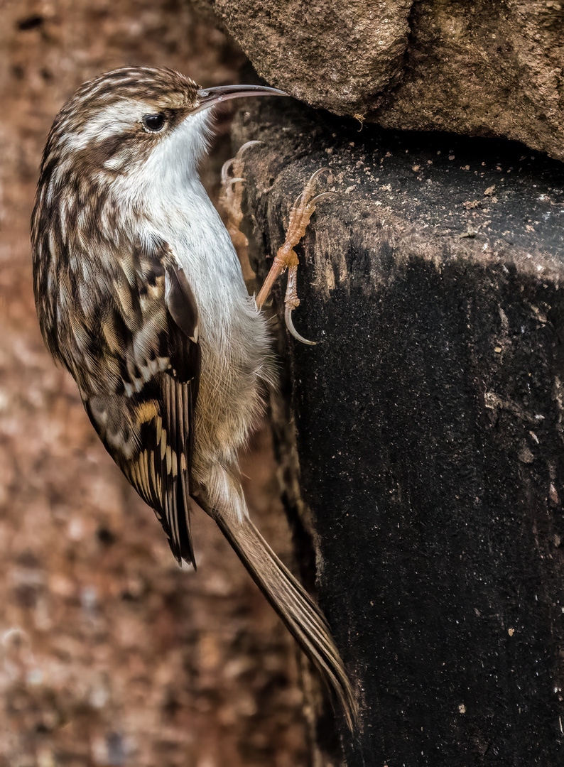 "Gartenbaumläufer" oder doch der andere? (ISO 6400)