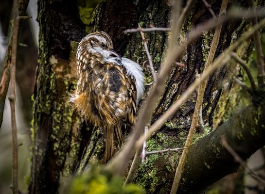 Gartenbaumläufer ordnet sich