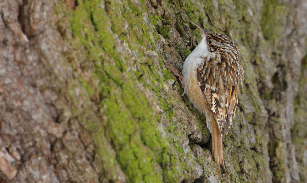 Gartenbaumläufer sucht Nahrung