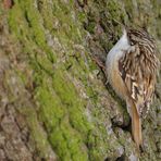 Gartenbaumläufer sucht Nahrung