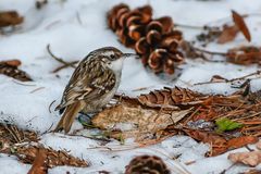 Gartenbaumläufer....am Boden