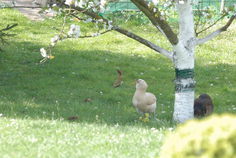 Gartenbegegungen im Mai