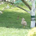 Gartenbegegungen im Mai