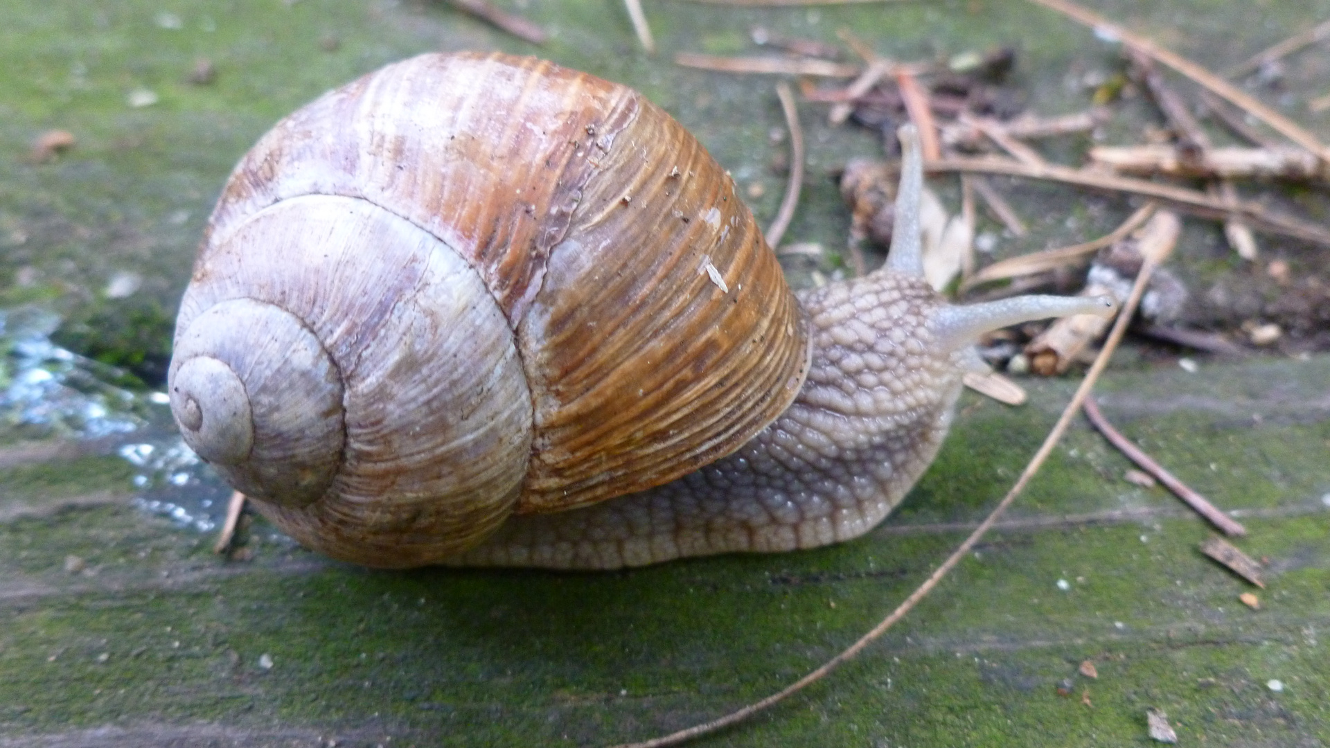 Gartenbegutachtung