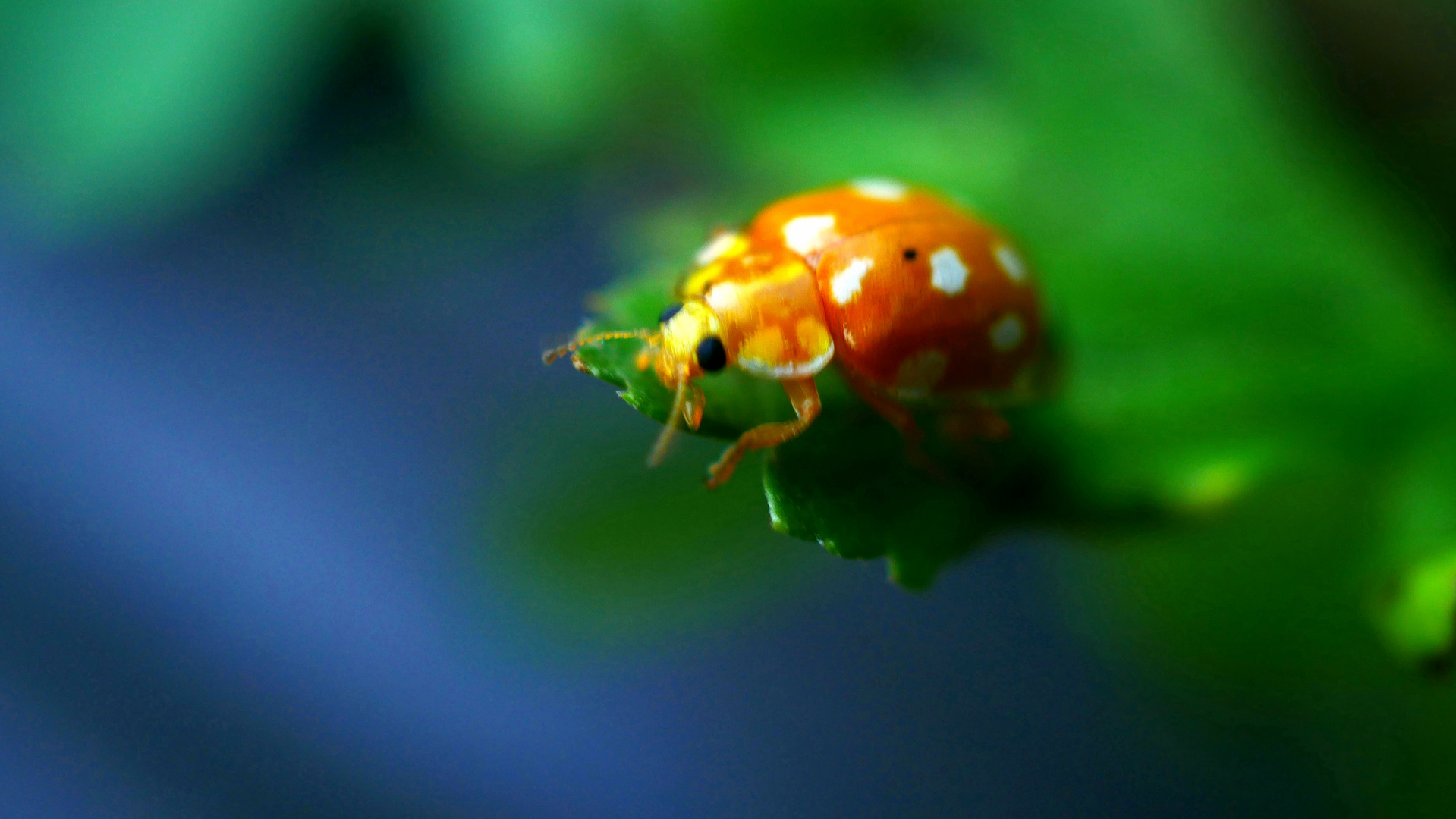 Gartenbekanntschaft