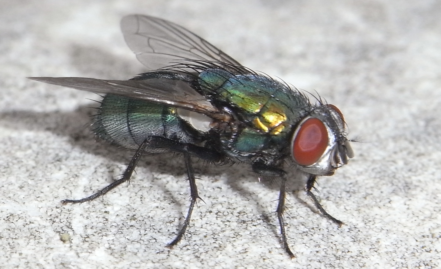 Gartenbeschäftigung