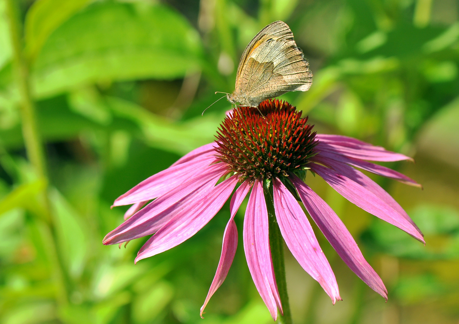 Gartenbesuch