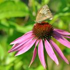 Gartenbesuch