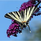 Gartenbesuch