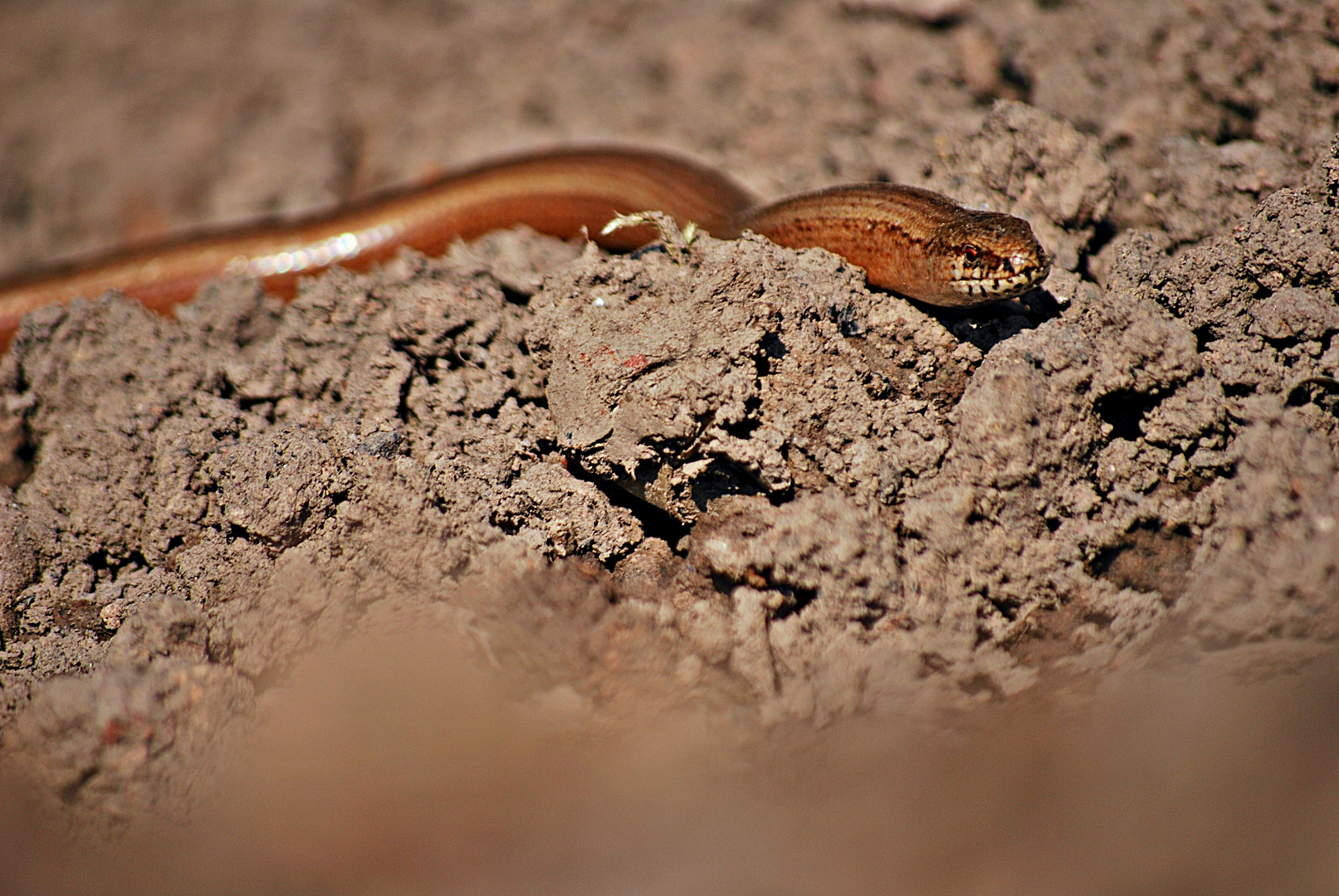 Gartenbesuch...