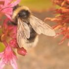 Gartenbesuch