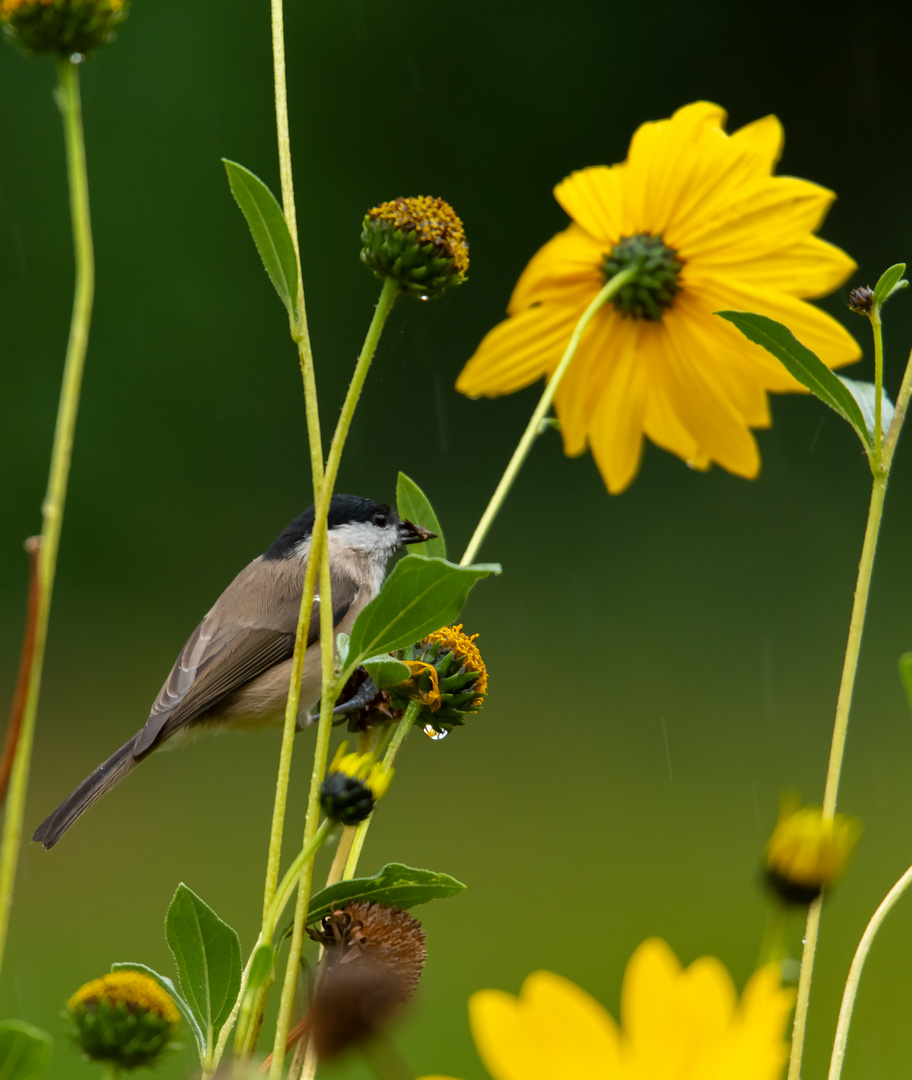 Gartenbesuch