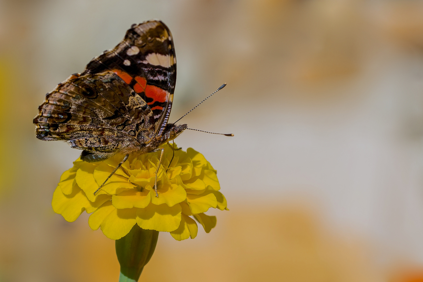 Gartenbesuch