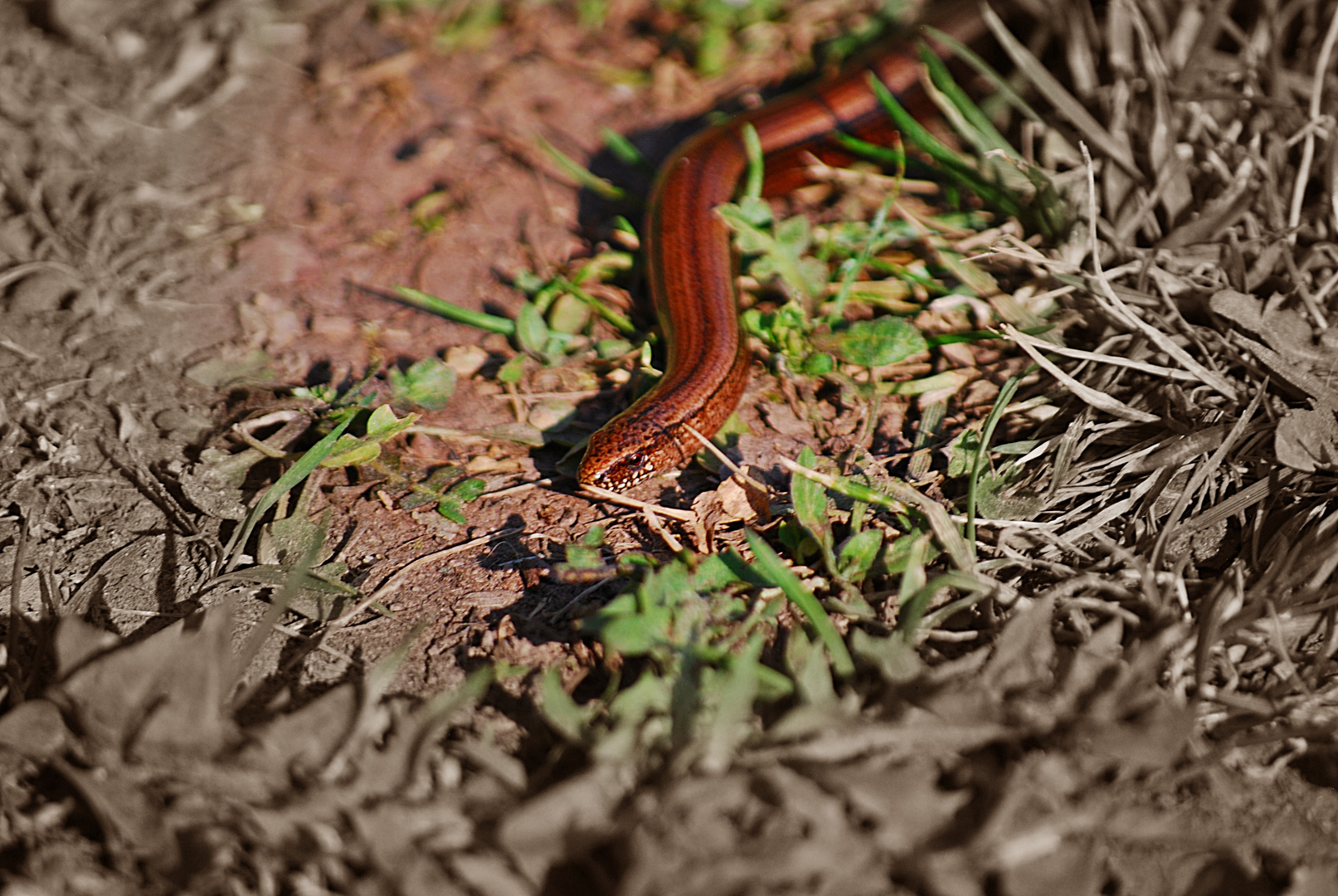 Gartenbesuch...