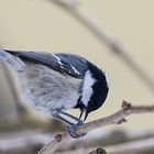 Gartenbesuch