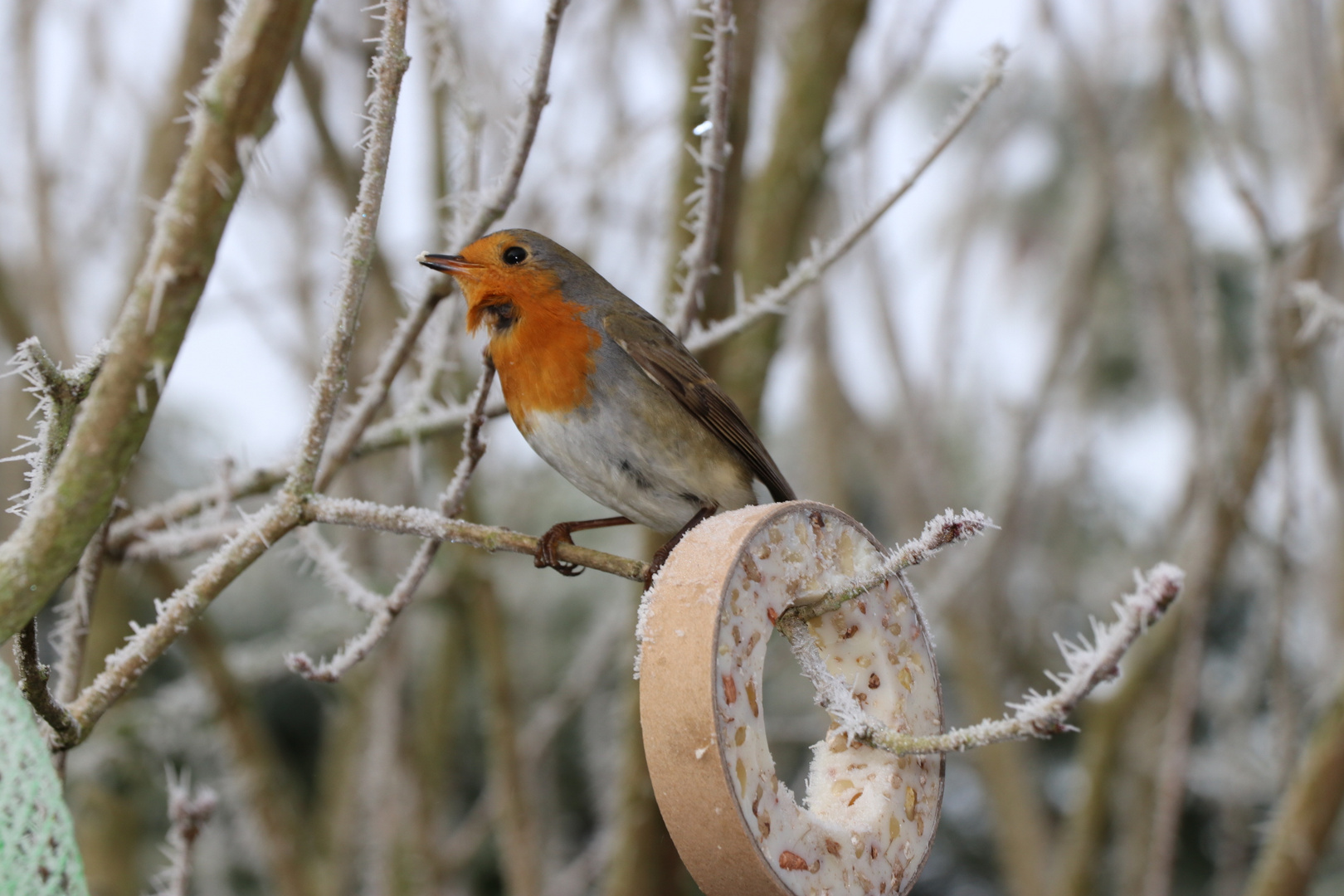 Gartenbesuch