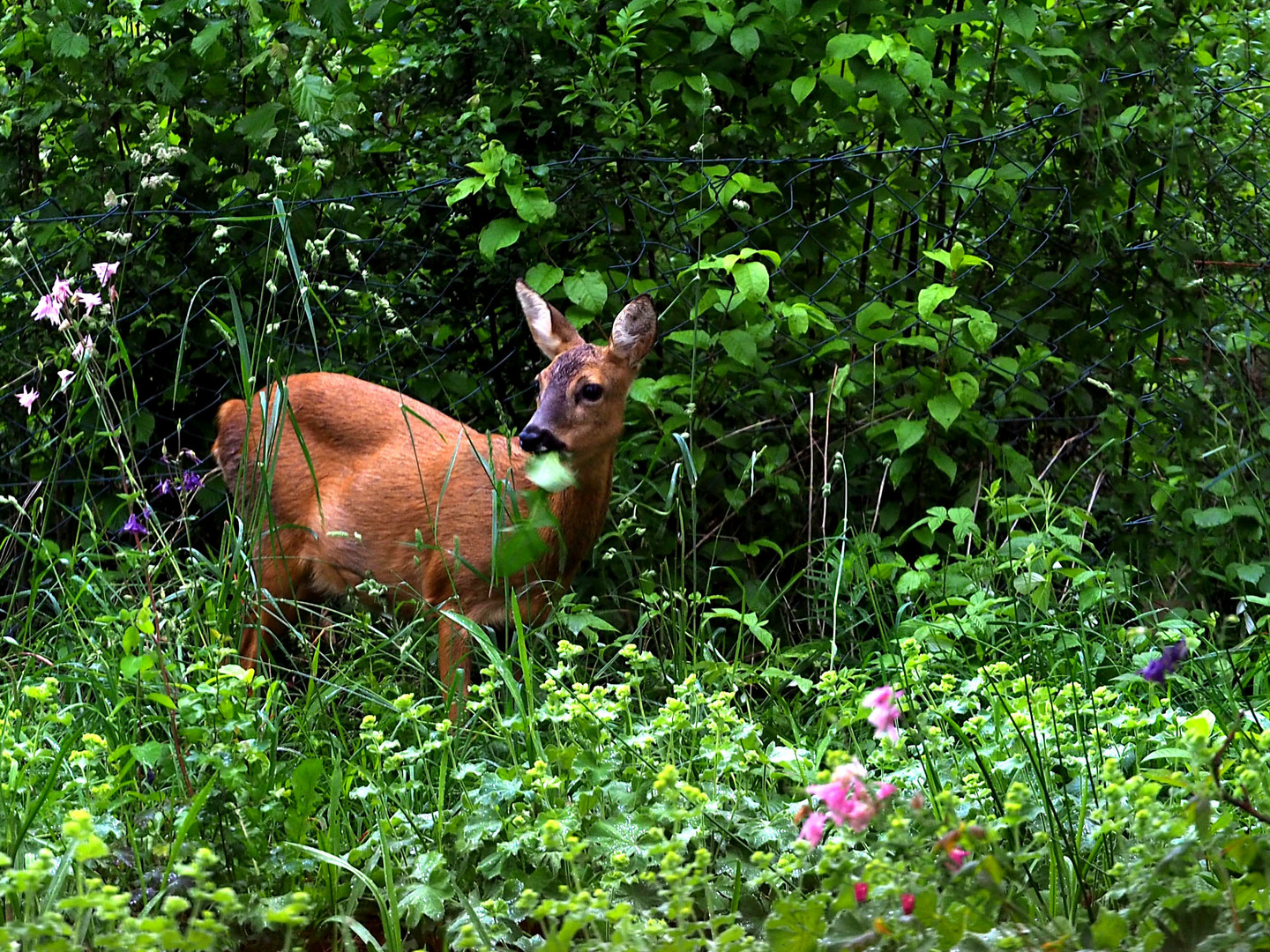 Gartenbesuch